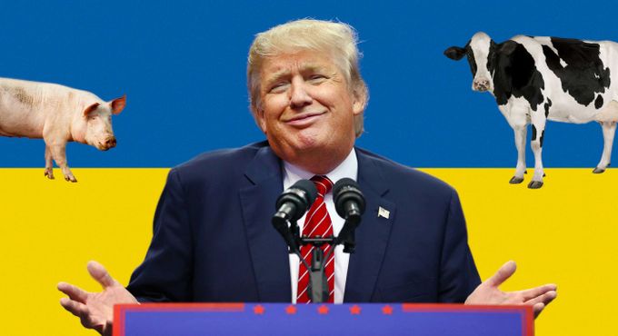 Trump shrugging, Ukrainian flag background, a pig on the left rear and a cow on the right rear, both looking at Trump
