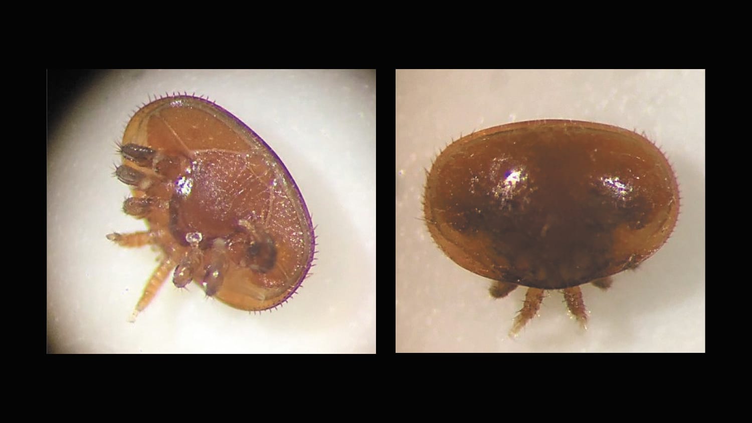 Bee aware – Varroa mite closer