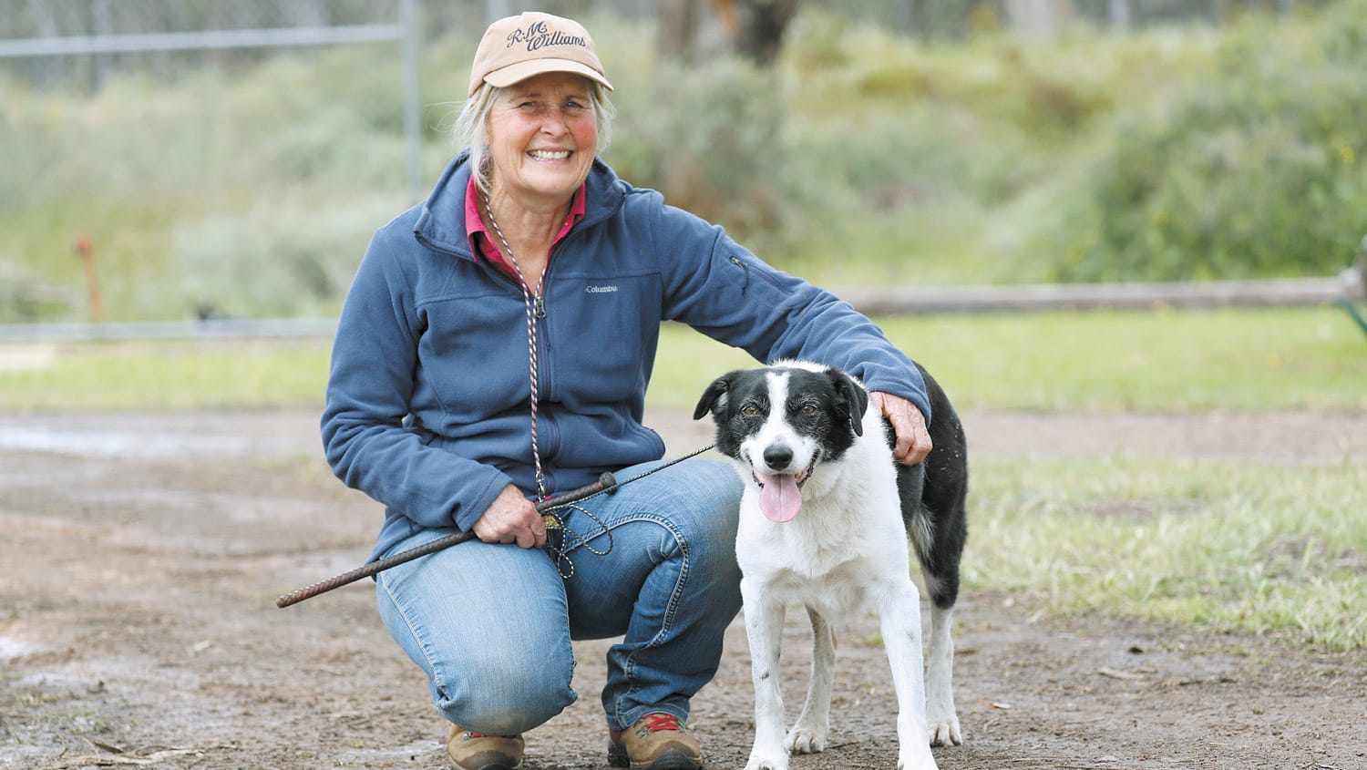 Sheep dogs on trial