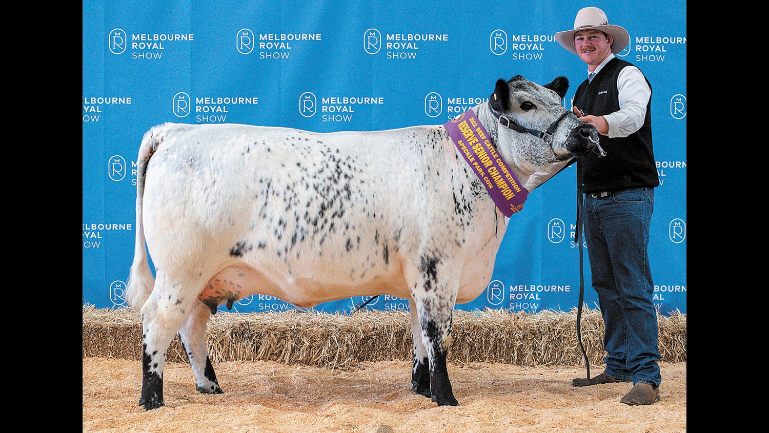 Murray Prepares Limousins to Feature