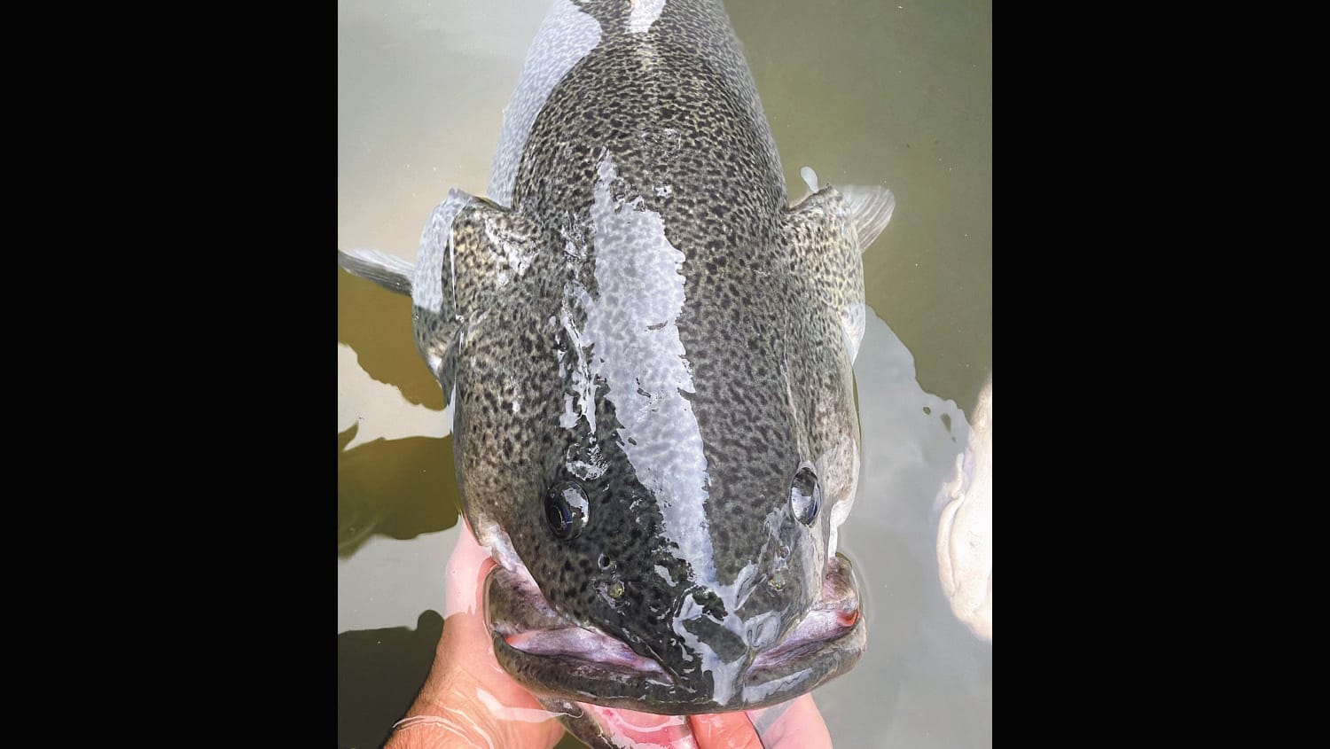 Stranded Cod at Wakool