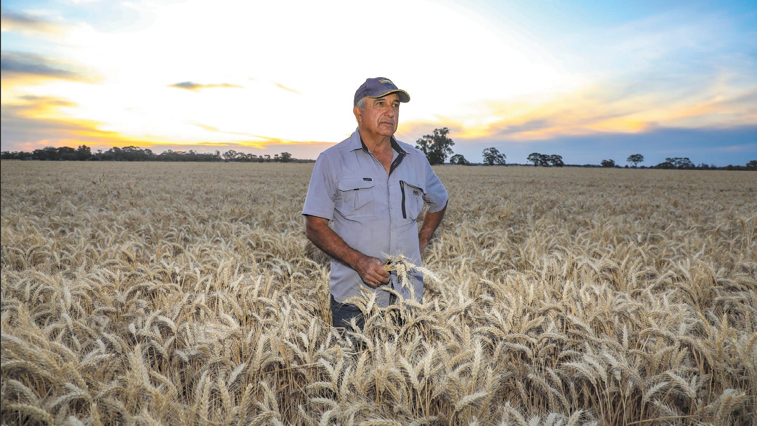 Sacrificial lambs for a political agenda