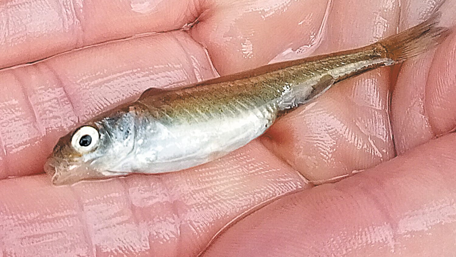 A big hardyhead start for critically endangered fish