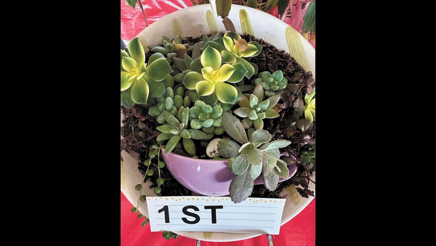 Garden Society - July 18, 2024
