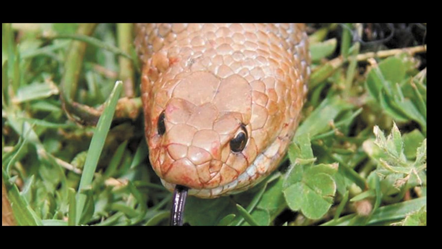 Snakes Alive!
