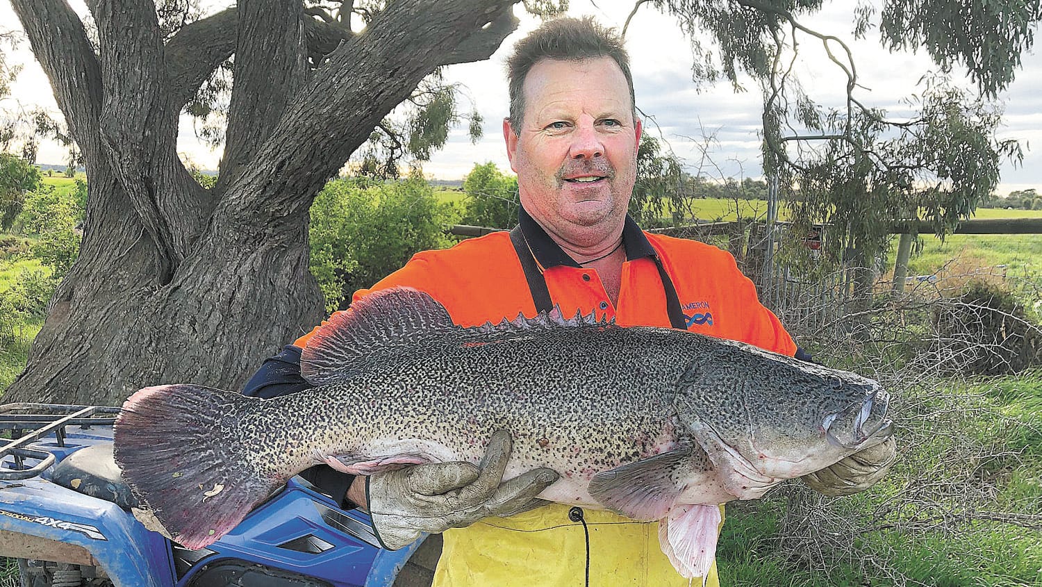 Murray Cod Stranded