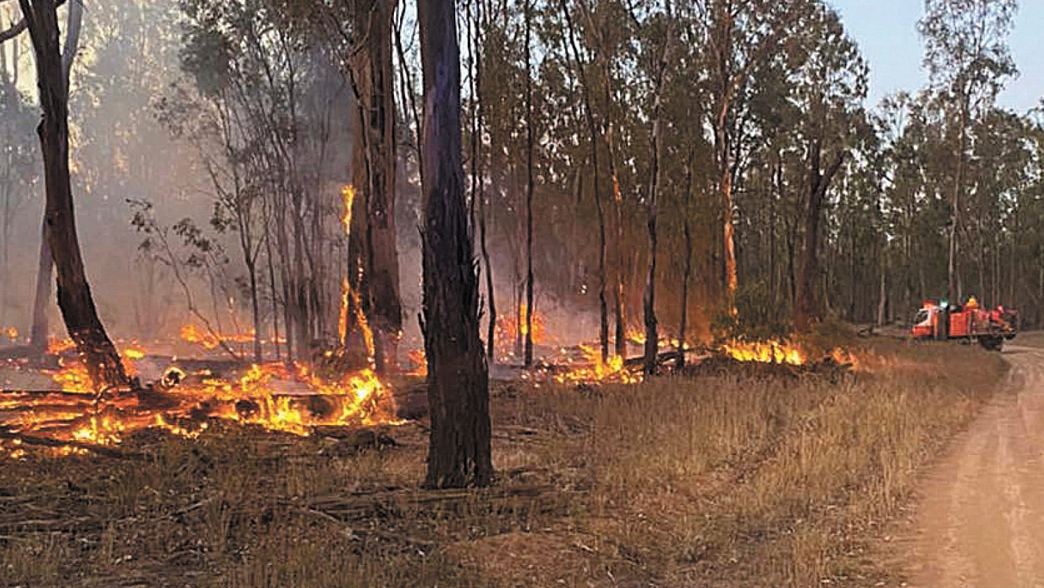 Forest Fire