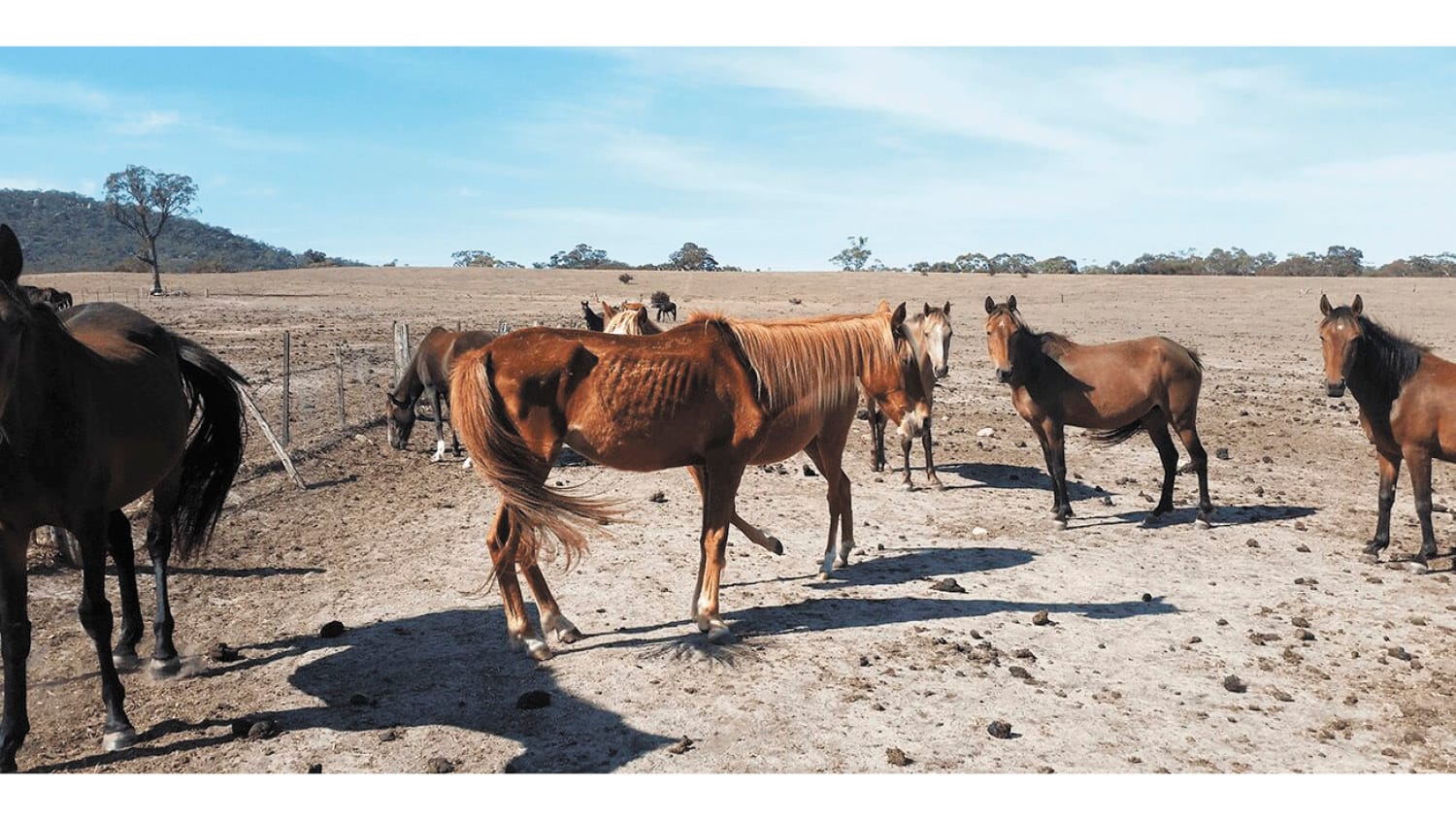 Equine Welfare Under Pressure in Victoria