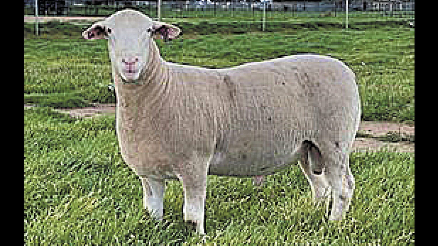 Sheep and Wool Show A “No–Go”