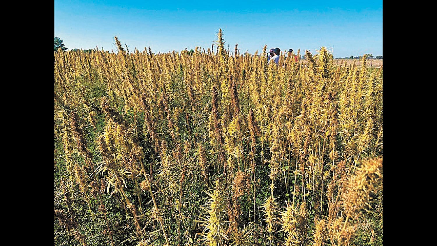 Hemp Insights Field Day 2