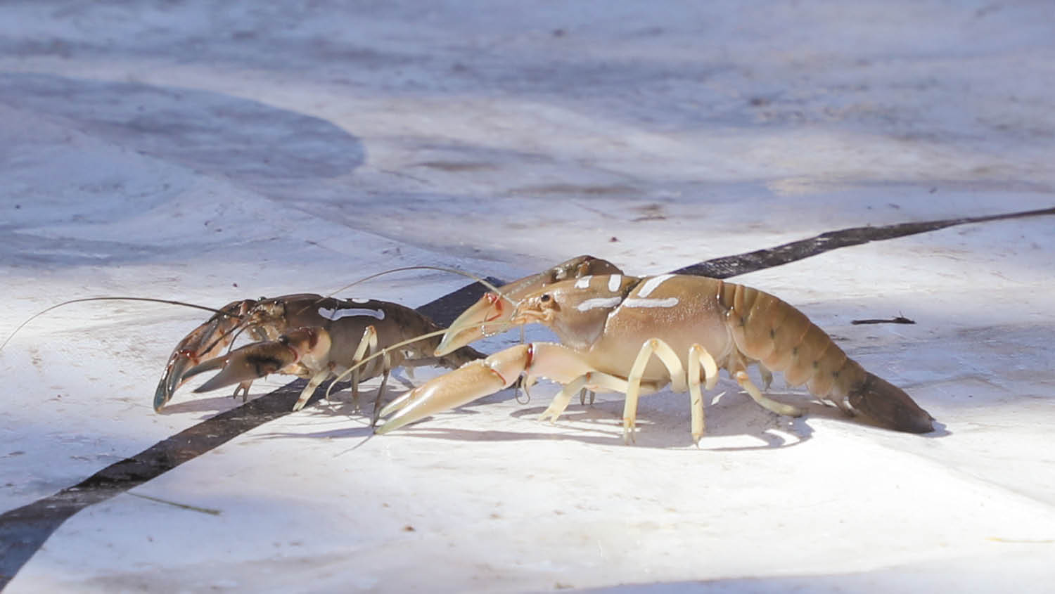 Yabby Dabby Do