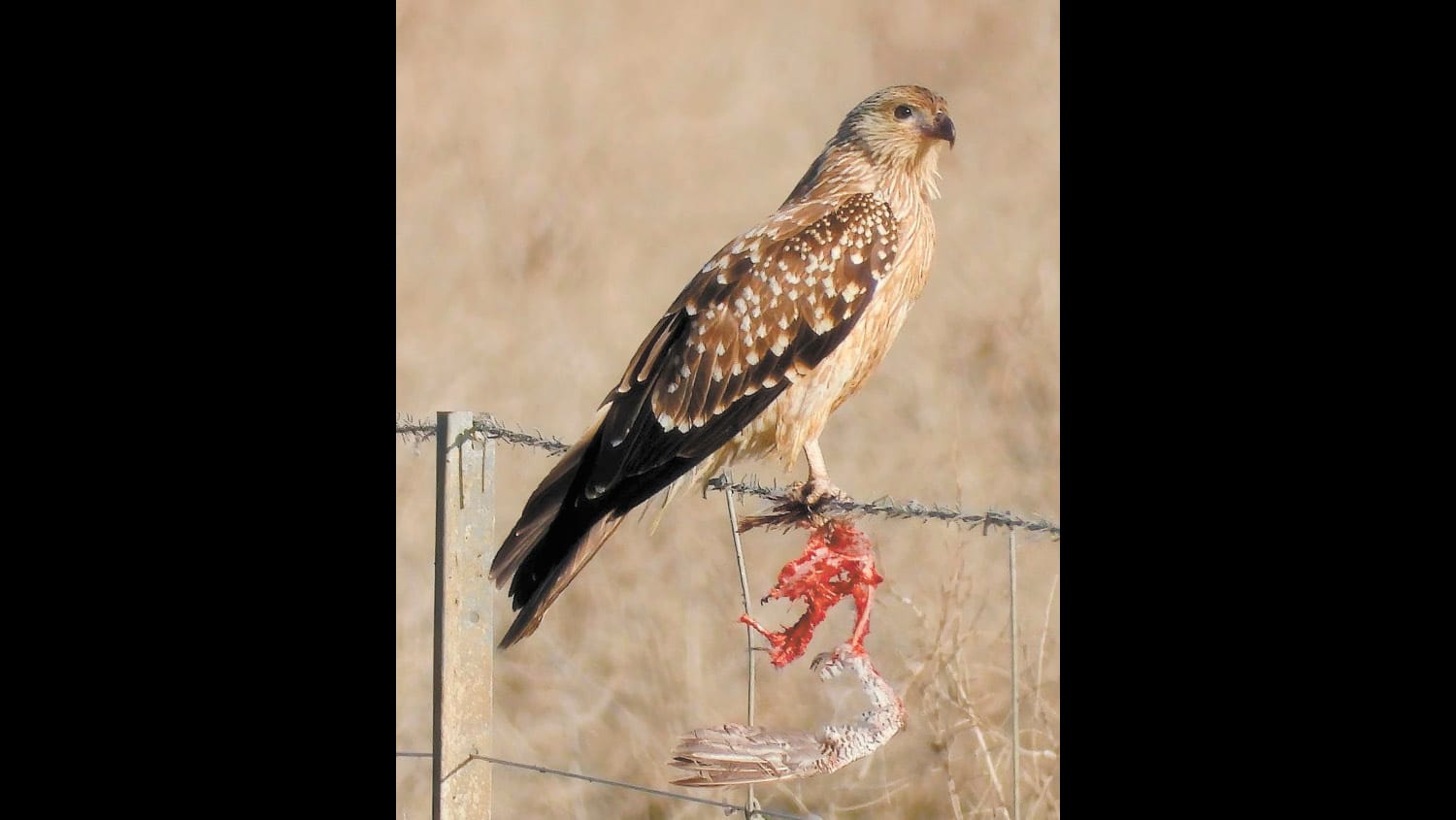 Exhibition Takes Flight for Local Farmer