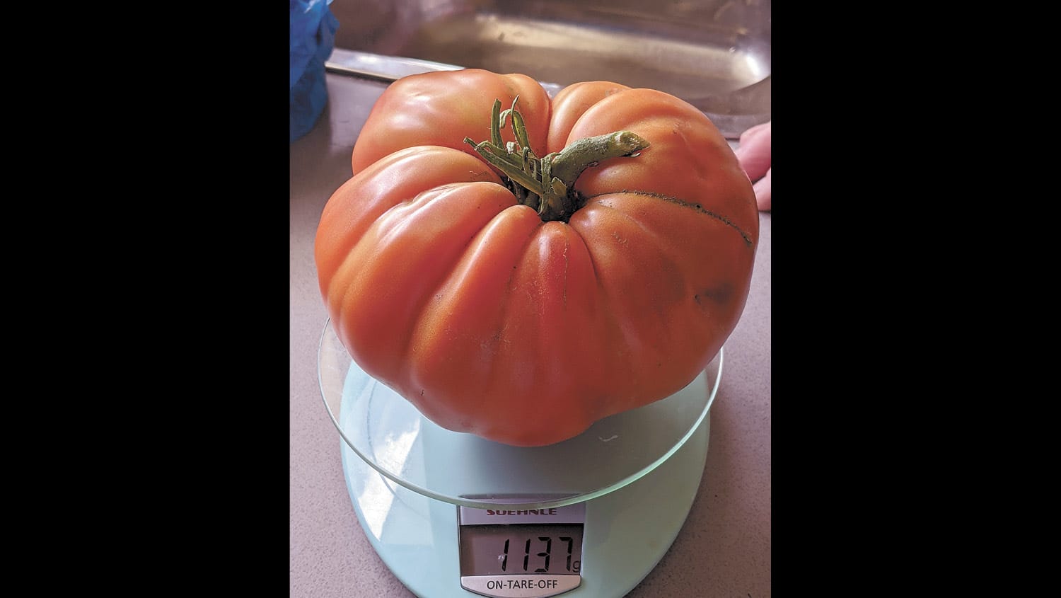 Green Thumb Picks the big one!