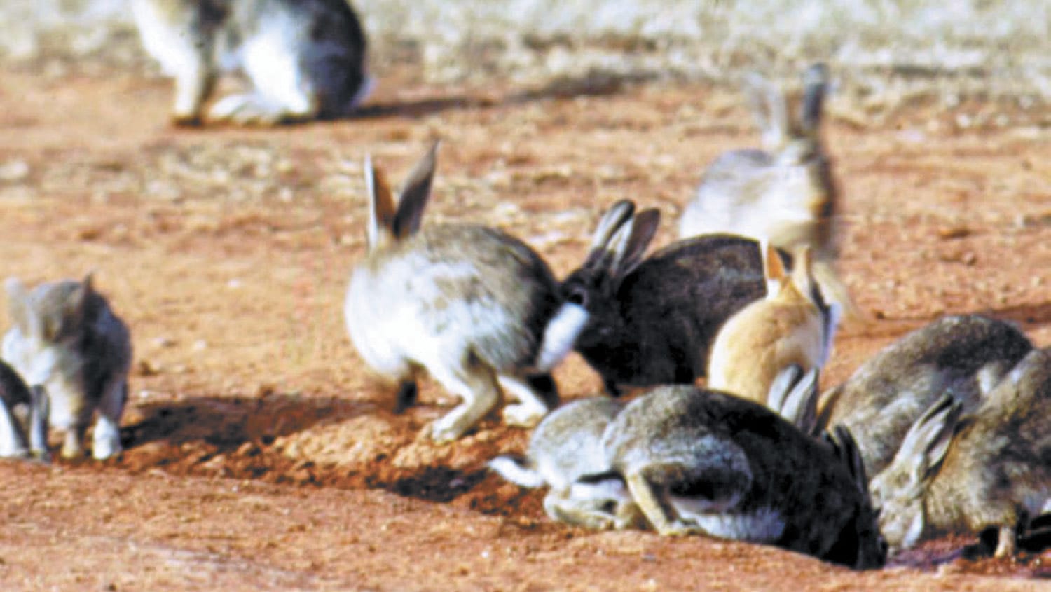 RABBIT BAITING PROGRAM