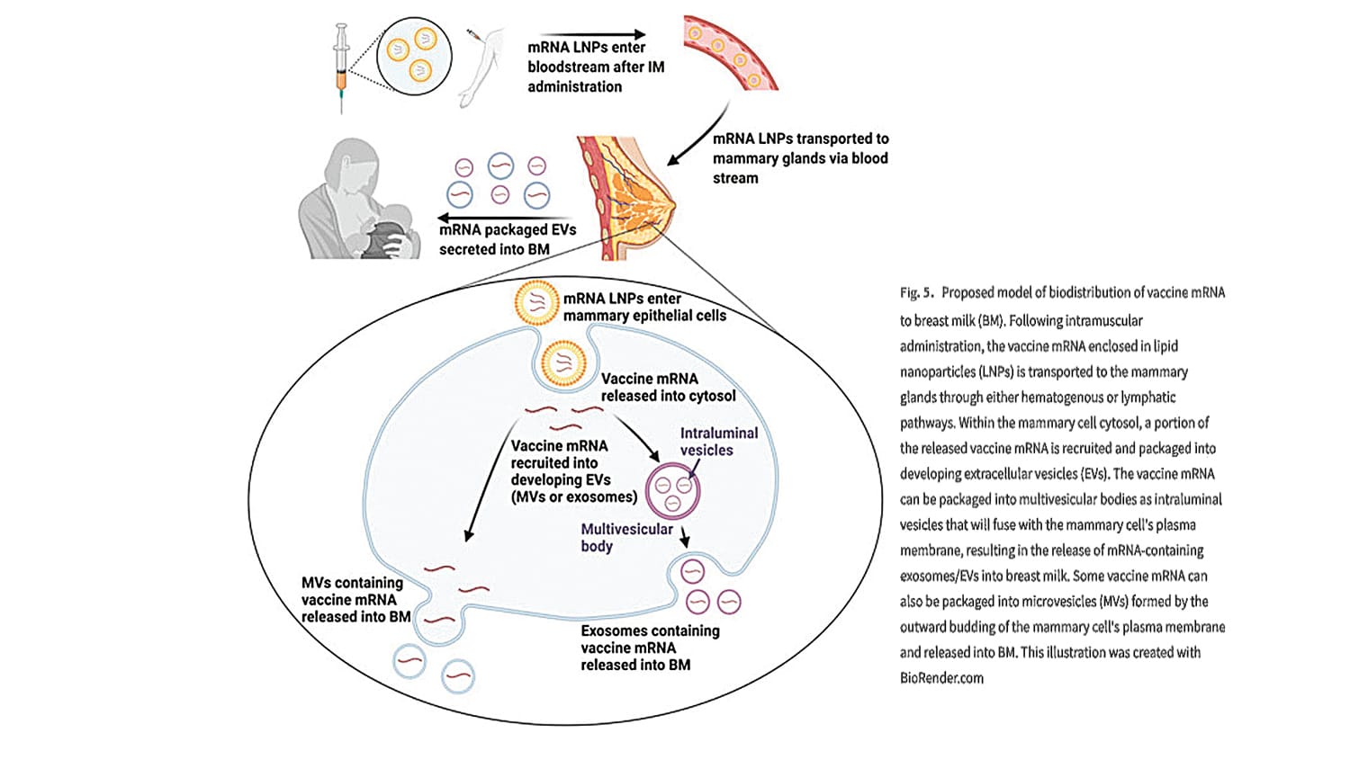 Whitewash for Albanese COVID-19 Inquiry