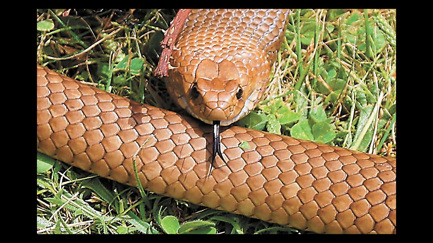 Watch out for snakes!