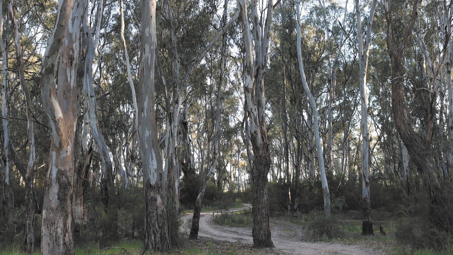 Tania Maxwell Votes to Support Timber Industry