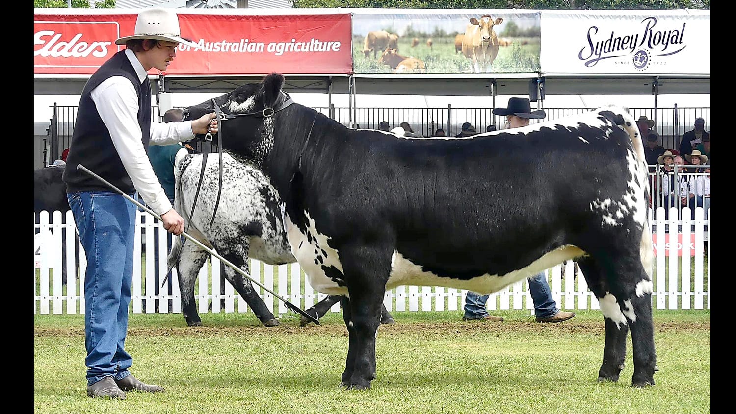 Black Diamonds Shine at Sydney