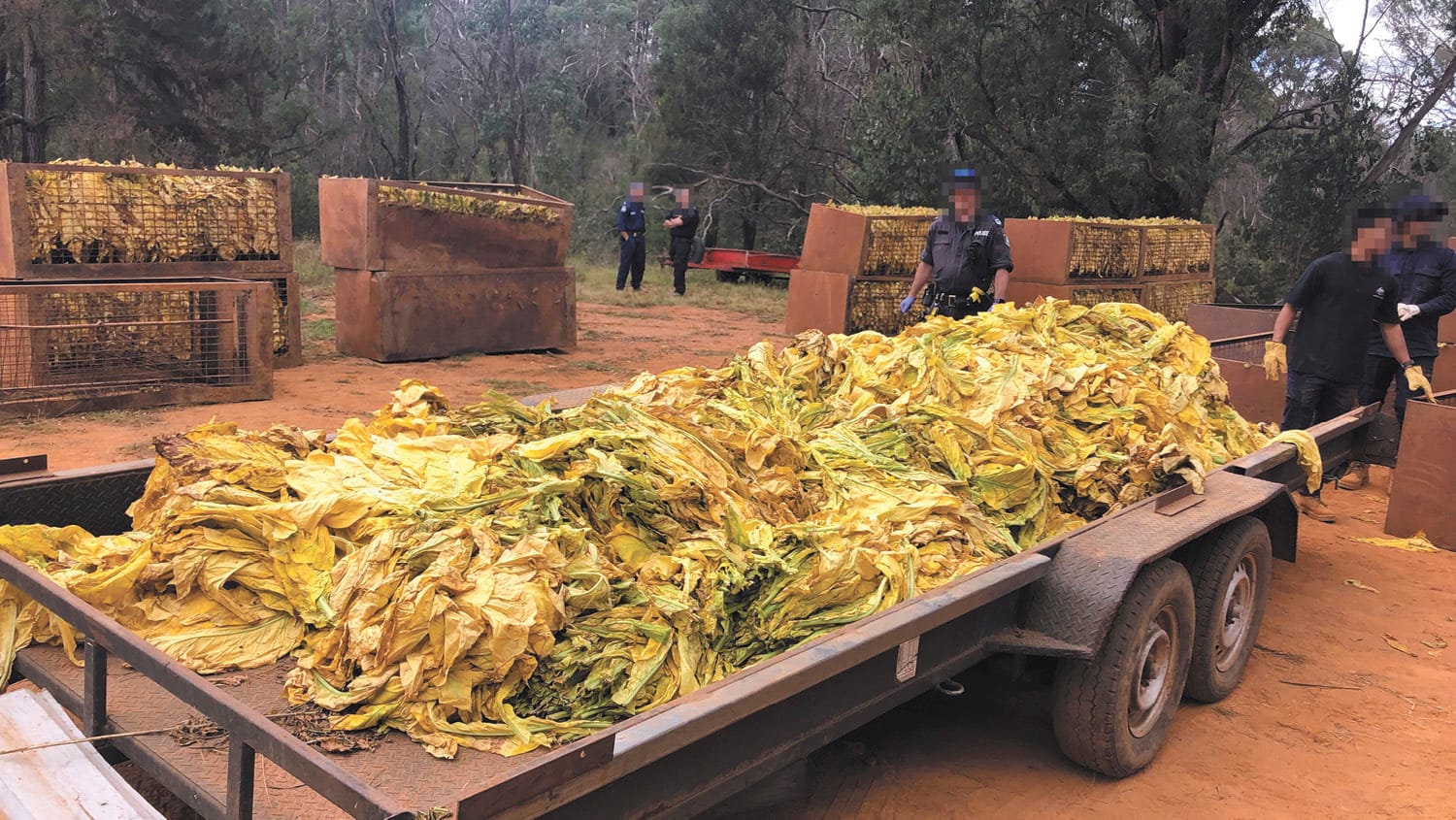 Tobacco Bust at Thule
