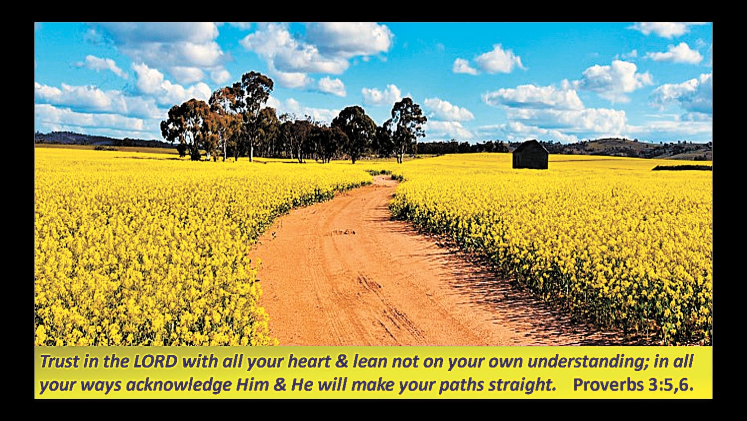 Fields of Yellow and Gold