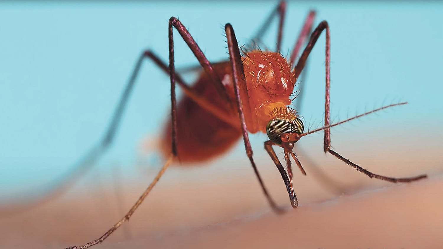 Victoria records Murray Valley encephalitis virus case and death