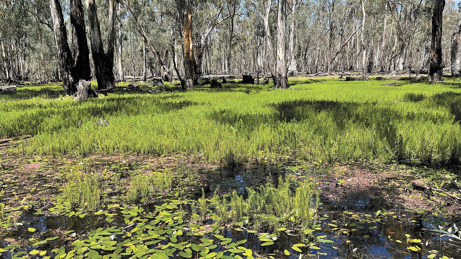 Hipwell Rd regulator to open to begin main floodplain flow