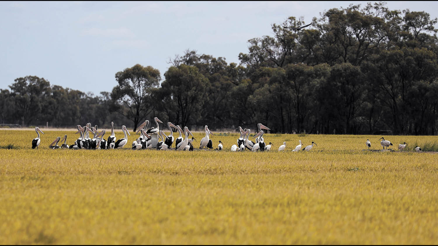 All set for Rice Harvest