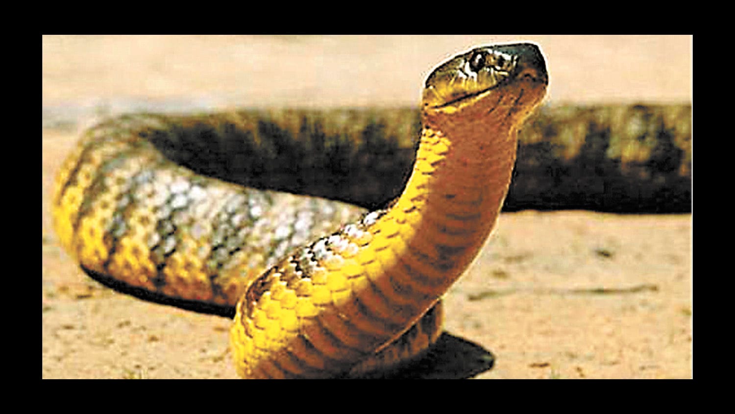 Beware the Snake!