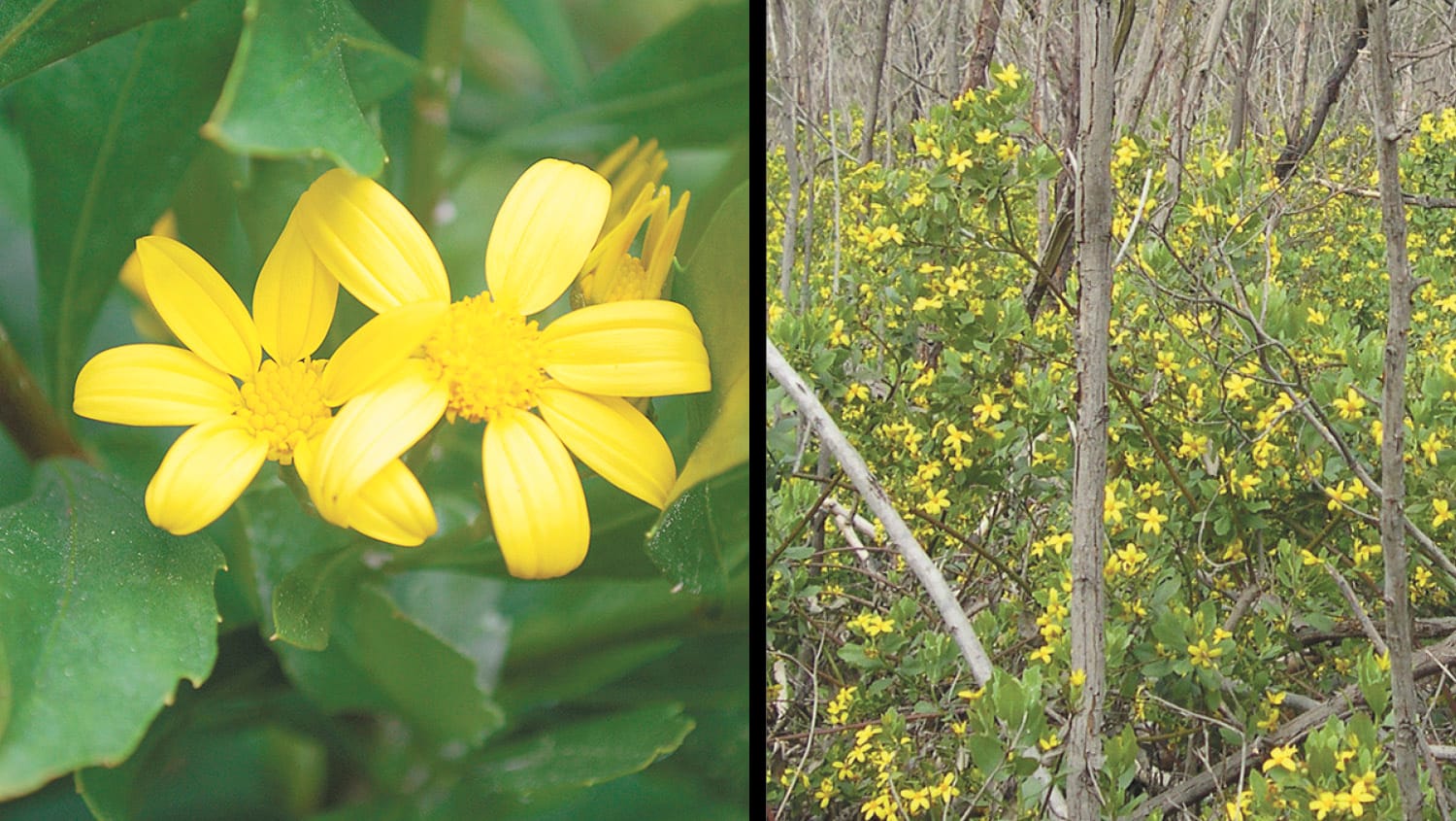 Keep an eye out for Boneseed weed!