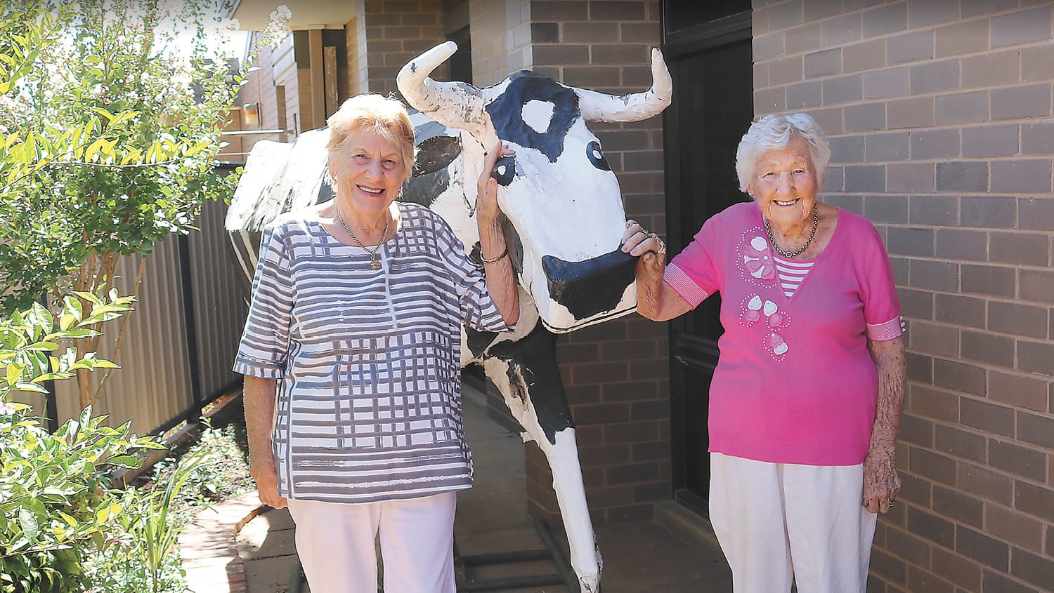 Mooooomba Cow