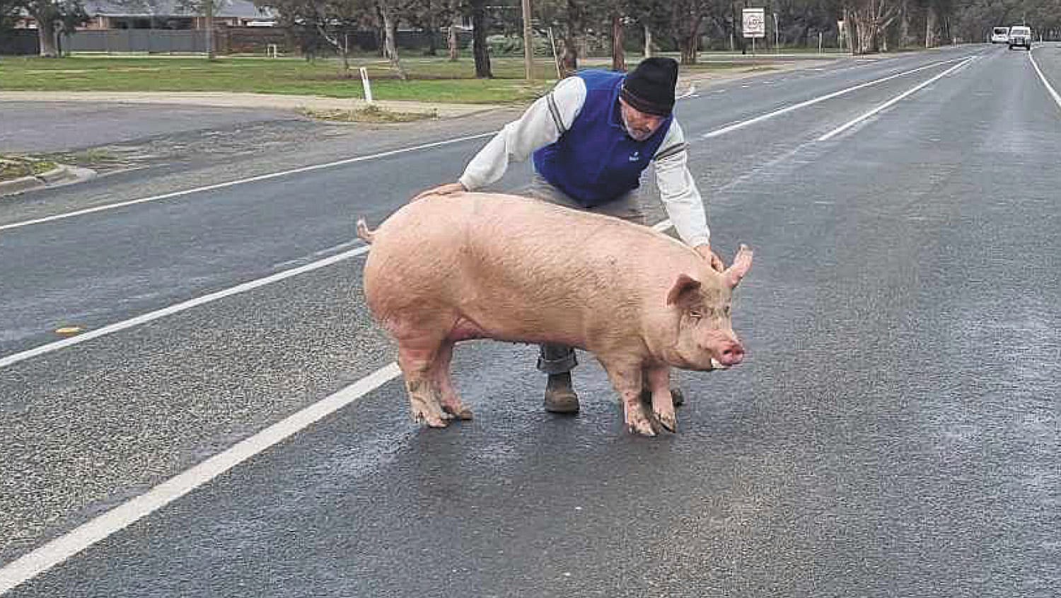 This little piggy did not want to go to market...