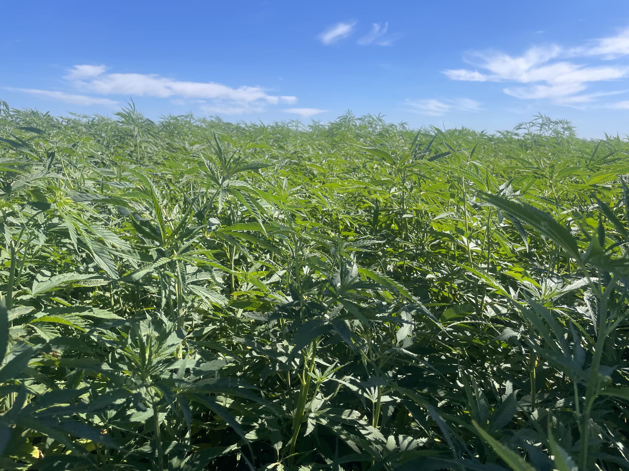 Investors See a Future in Hemp