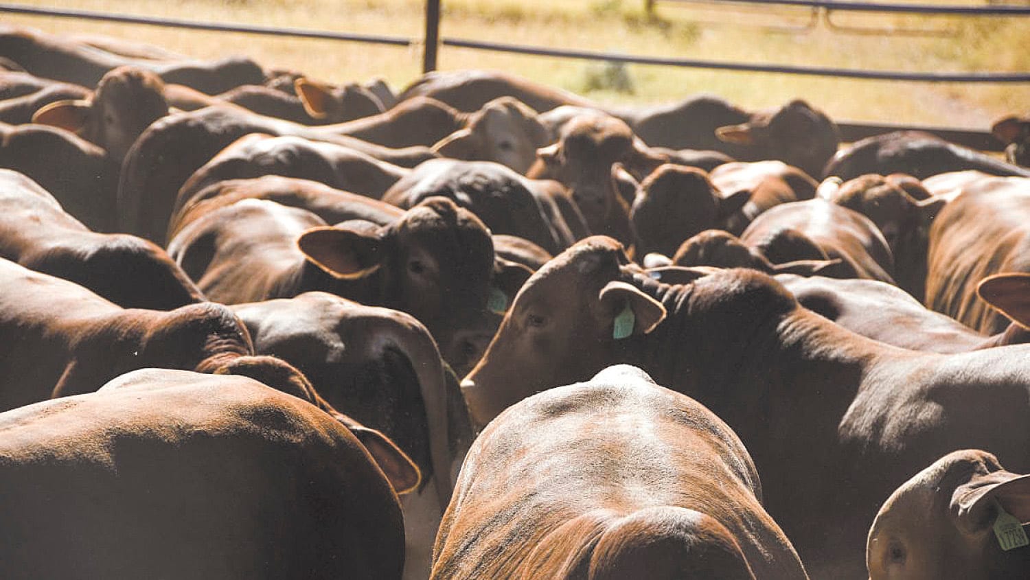 Foot and Mouth Disease Concerns