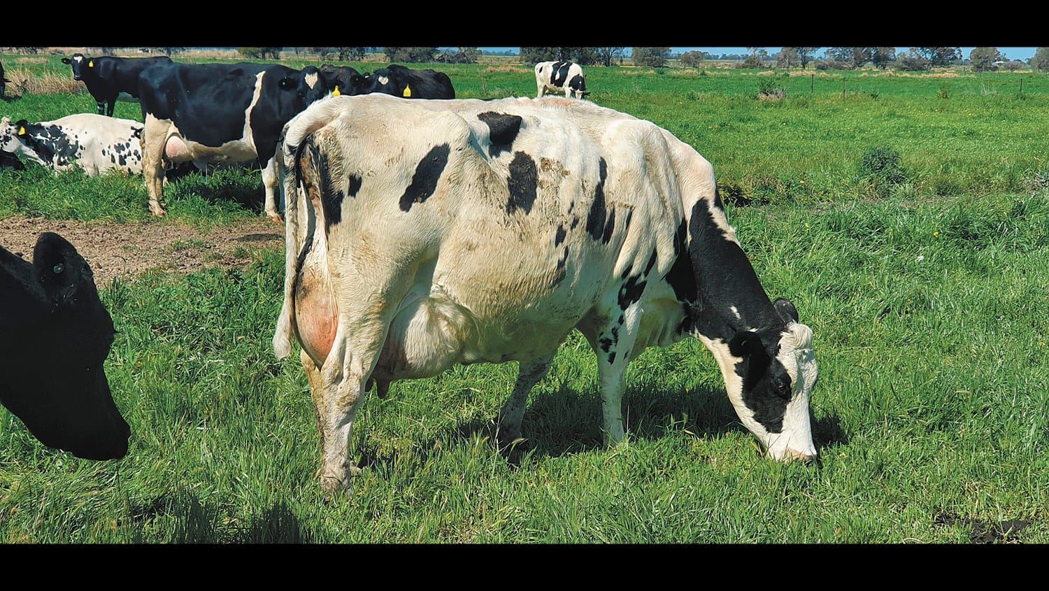 Disturbing Death of Cow