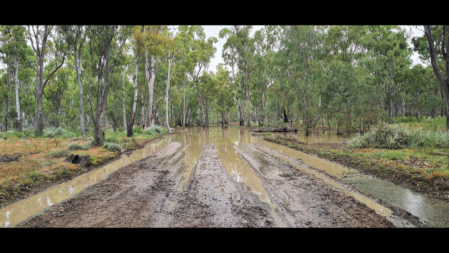 Gunbower Forest Limited Access