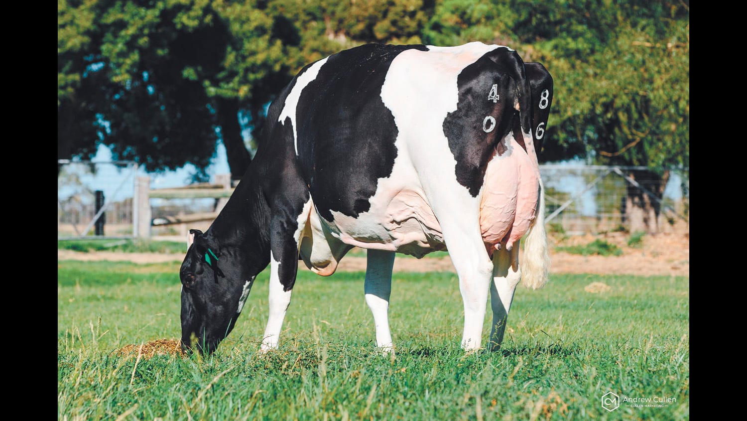 Cow of the Year Accolade For Jessica