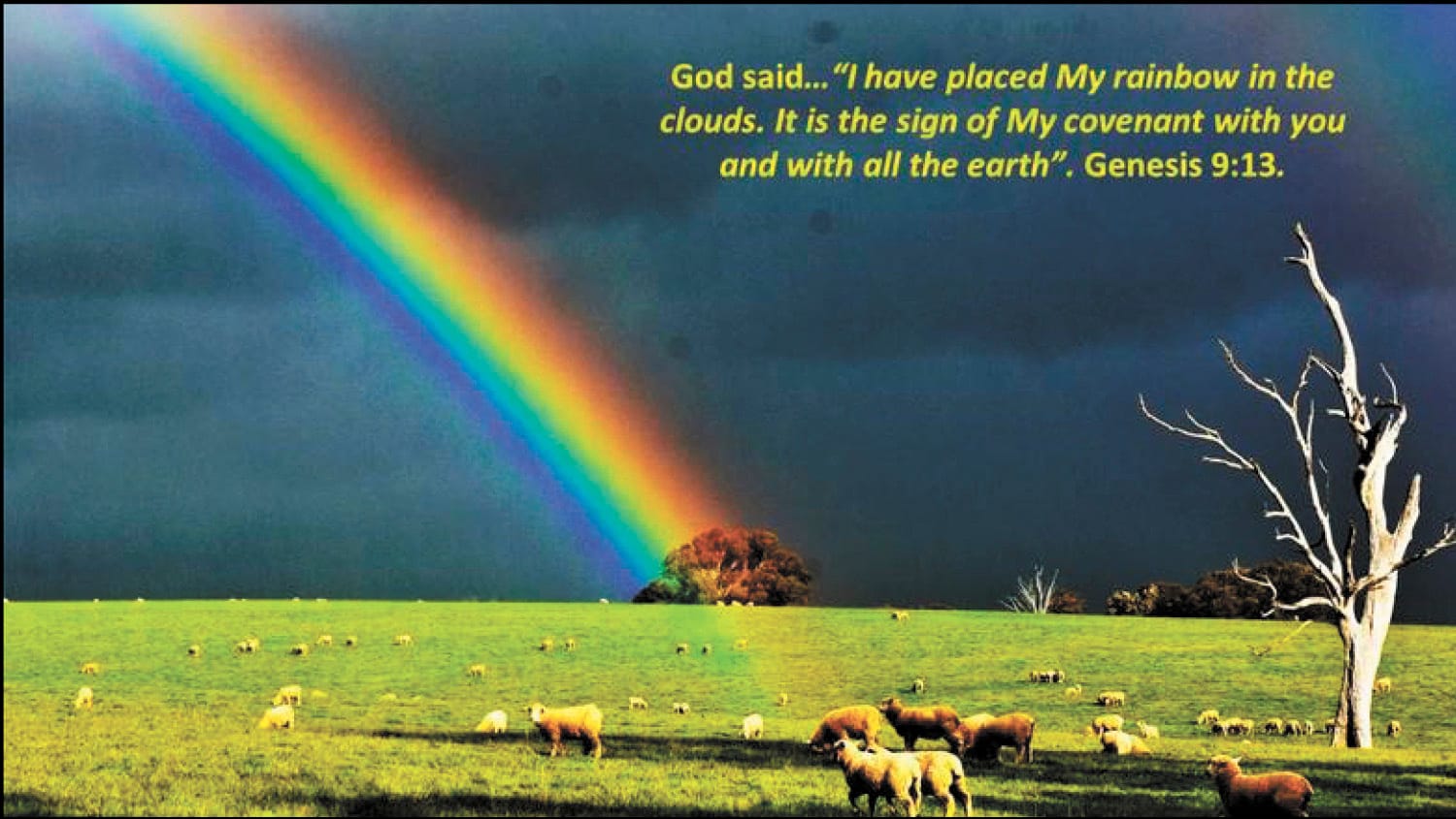 The Stunning Colours of a Rainbow
