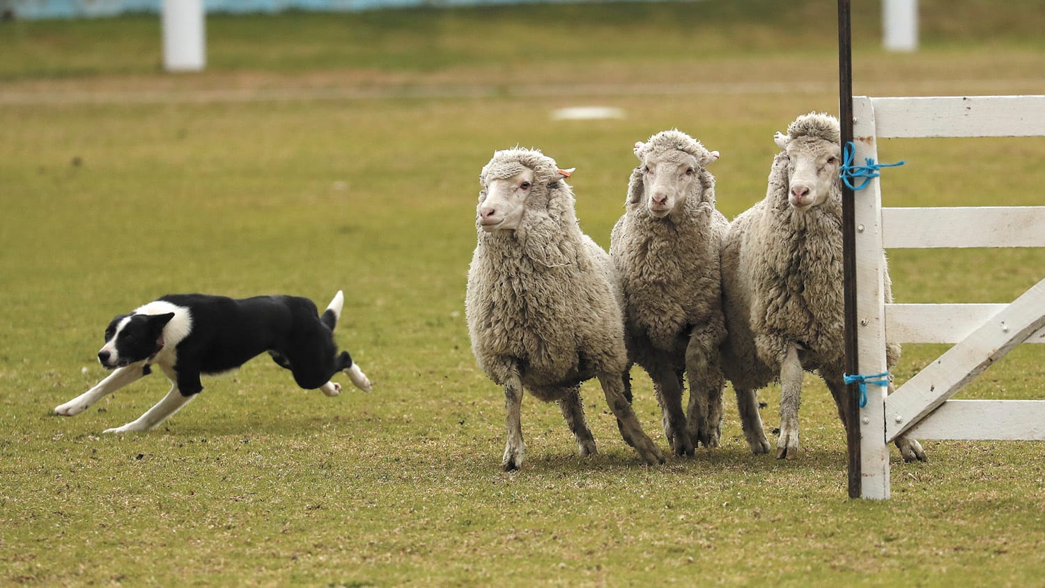 Sheep Dog Trials at Moulamein