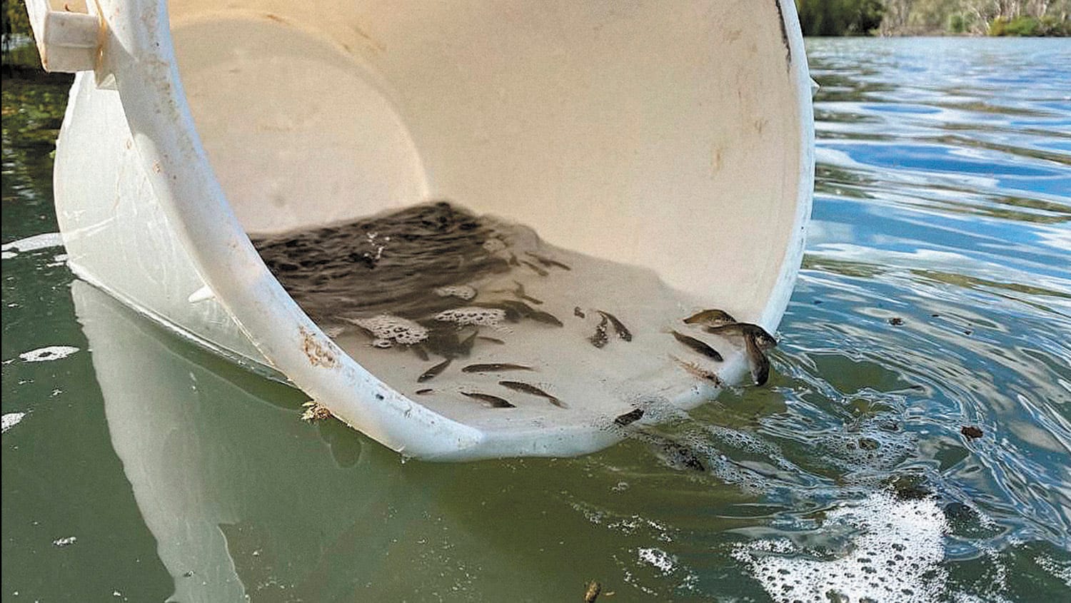 Fish Stocked in Creek