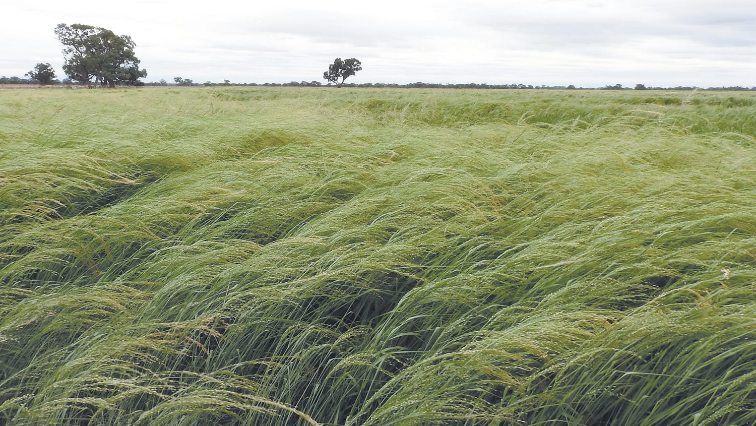 Teff Success at Wakool