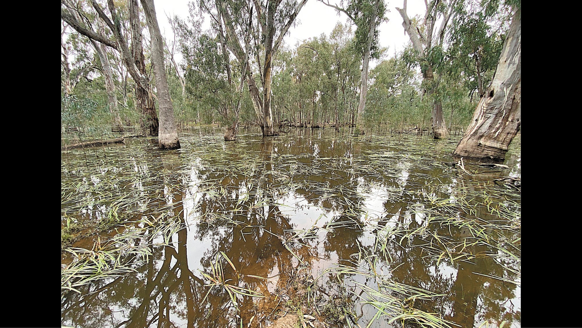 Natural Floods to Mirror Benefits