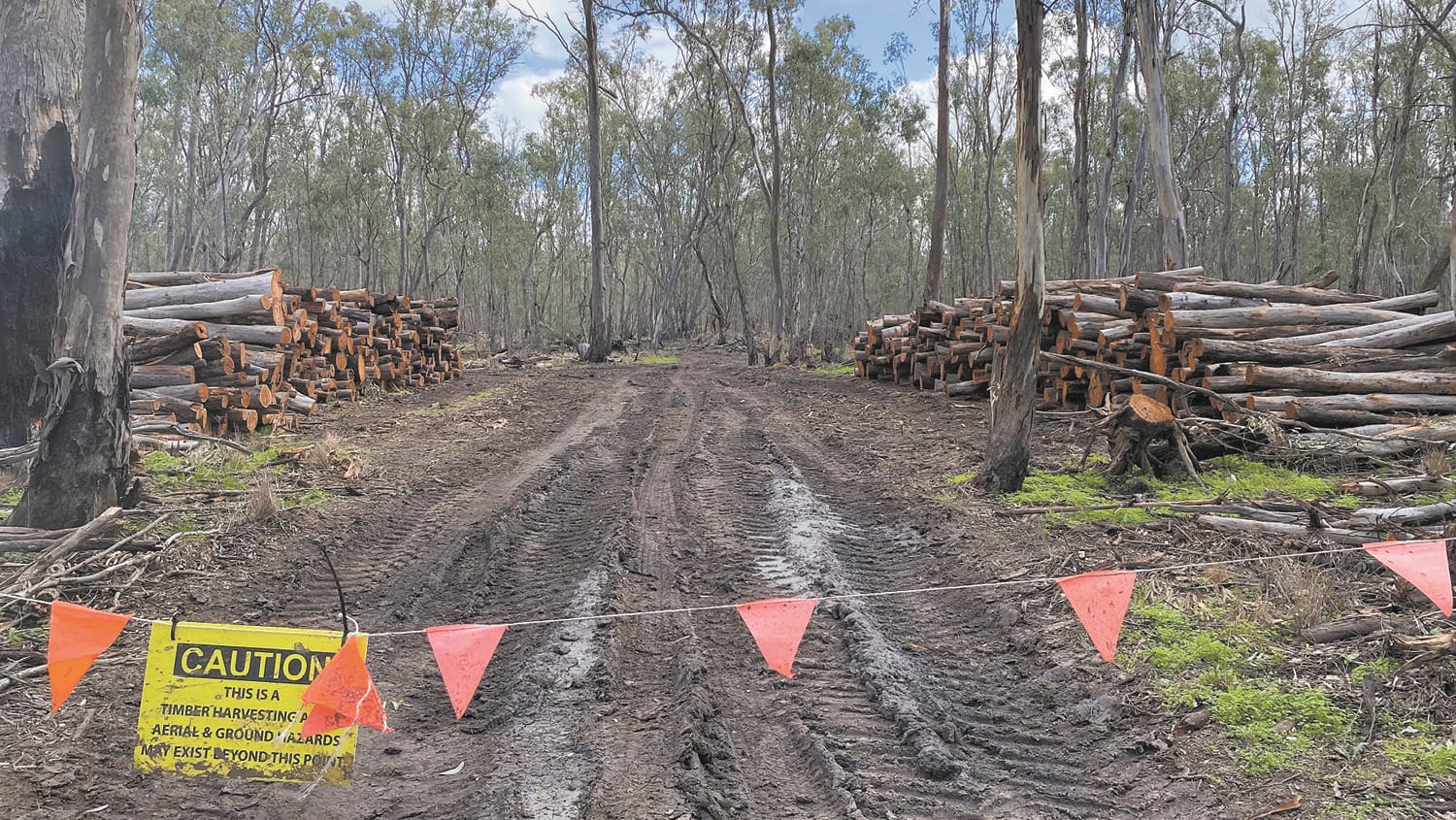 Logging and Watering in Guttrum