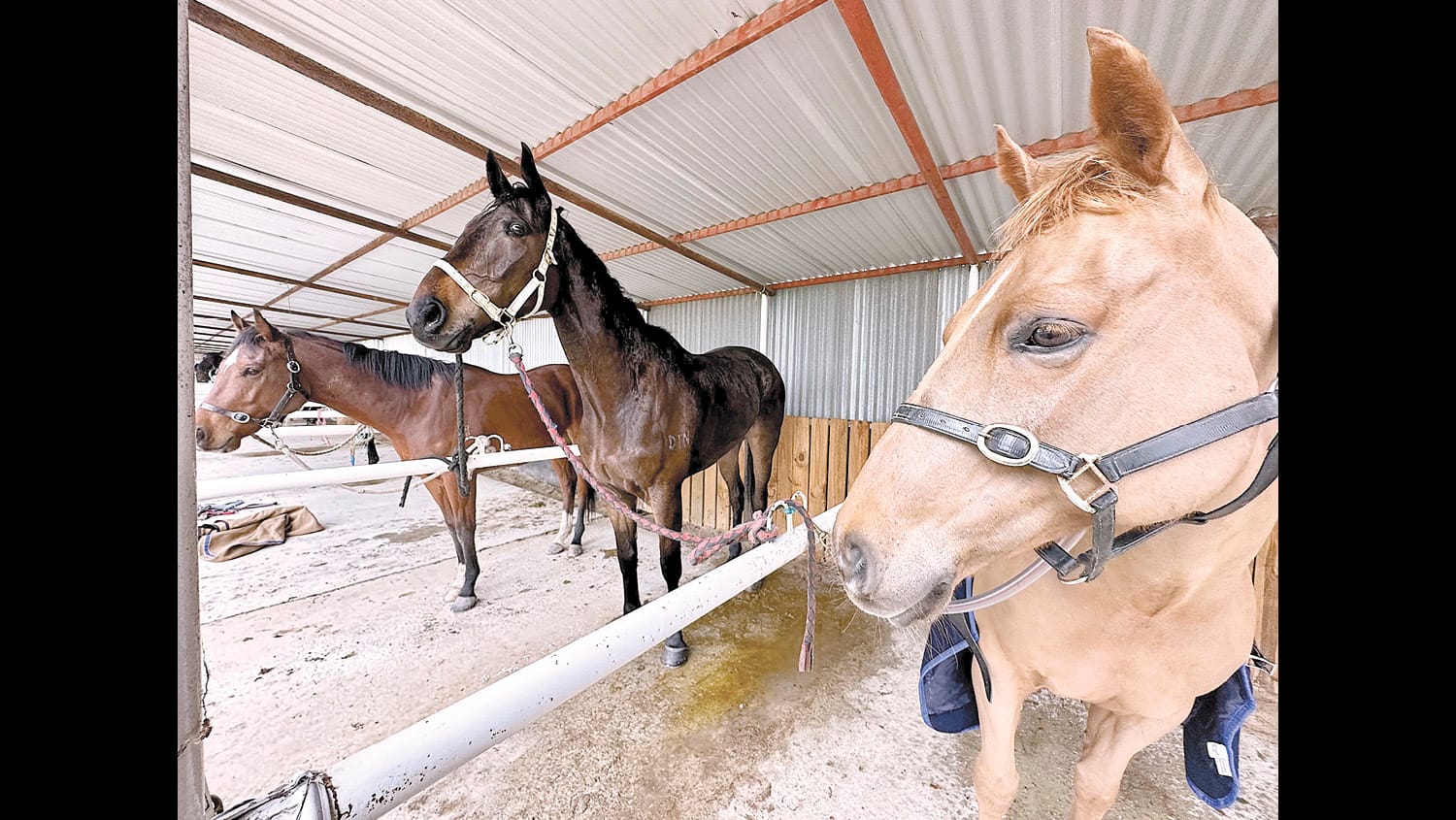 New horses flock to Kerang