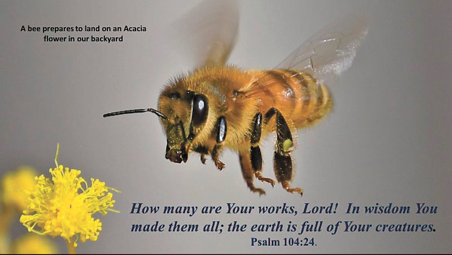 Plants Listening for a Buzz!