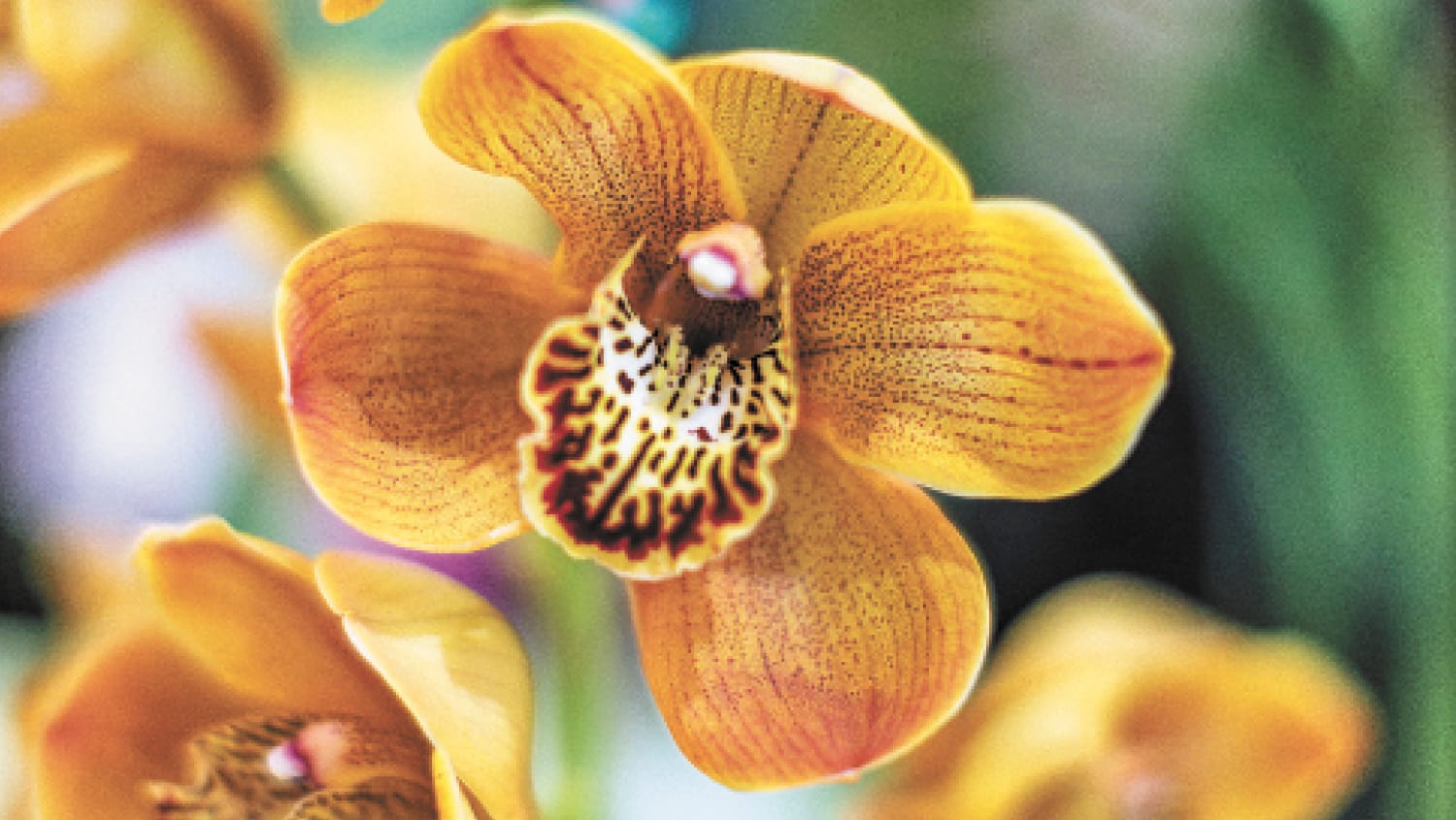 Blooming Beautiful