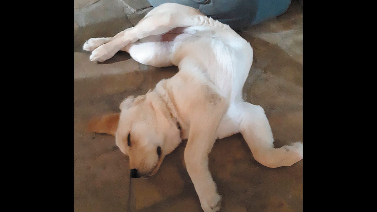 :-) Smilezone - September 30, 2021