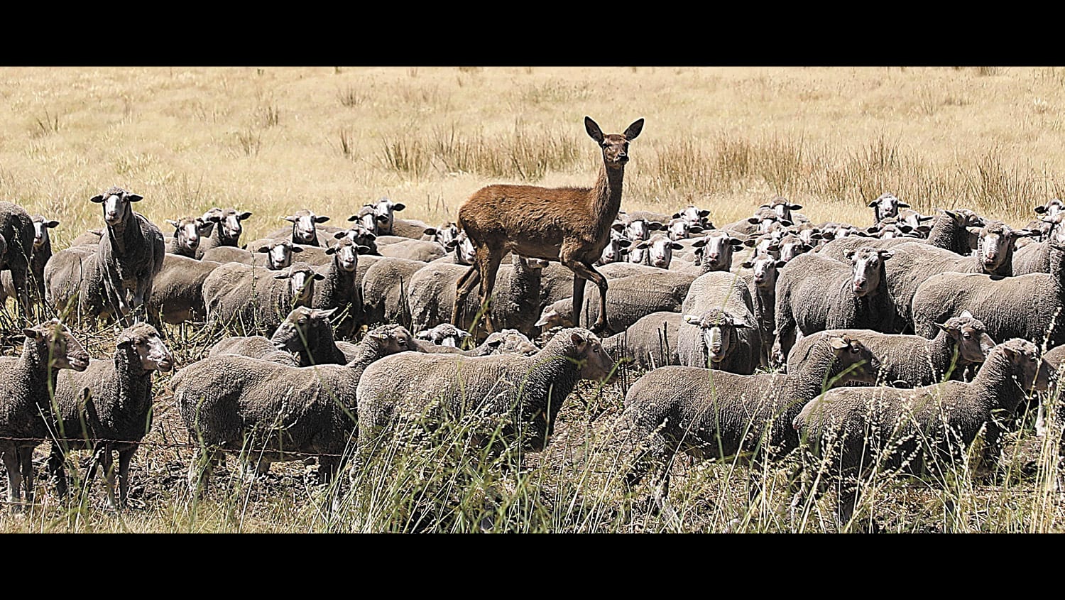 Umm, has this one lost its way from the pack?