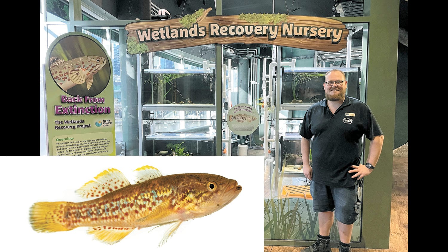 Kerang’s “zombie fish” breeding in Melbourne