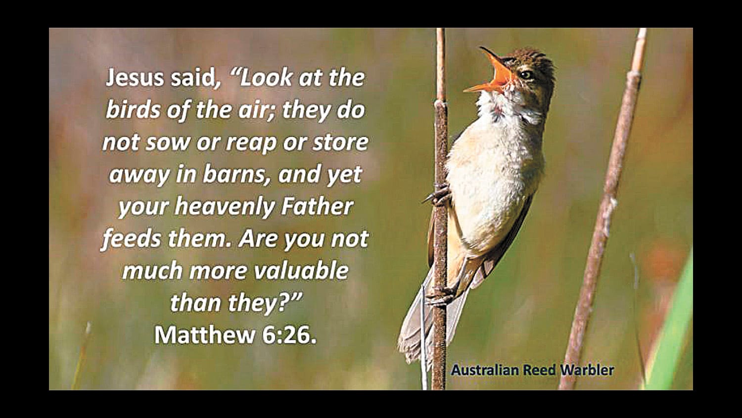 Look to the Birds