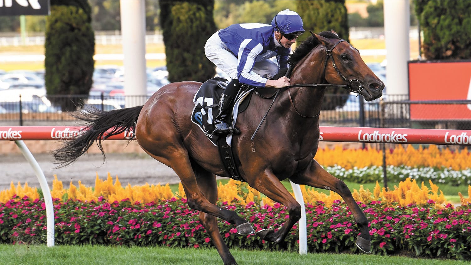 Challenging Week for the Nags